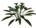 Цветы в PNG