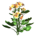 Цветы в PNG